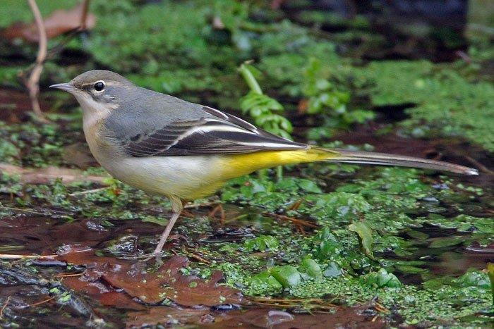 Motacilla cinerea